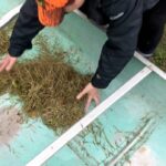 rediscovering-the-potential-of-wild-rice-at-harvest-time