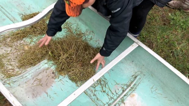 rediscovering-the-potential-of-wild-rice-at-harvest-time