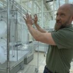 a-nova-scotia-project-is-raising-an-insect-army-to-protect-hemlocks