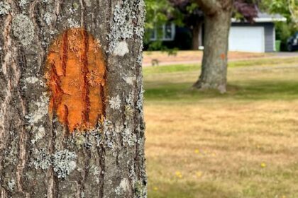 charlottetown-crews-taking-out-damaged-and-dead-trees-before-a-hurricane-can-do-the-job