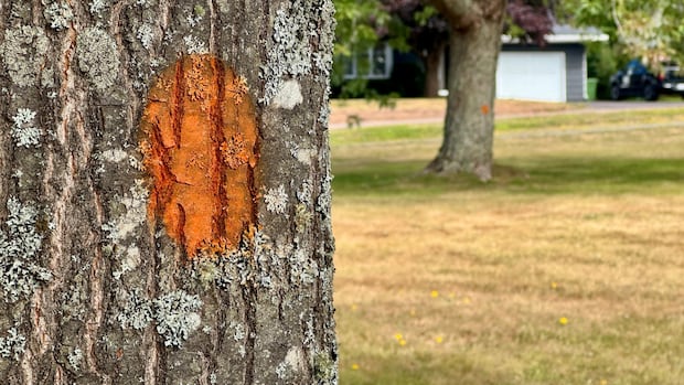 charlottetown-crews-taking-out-damaged-and-dead-trees-before-a-hurricane-can-do-the-job