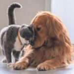 nova-scotians-open-their-doors-to-animals-displaced-by-annapolis-county-wildfire