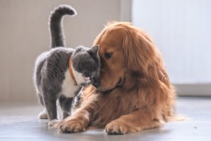 nova-scotians-open-their-doors-to-animals-displaced-by-annapolis-county-wildfire