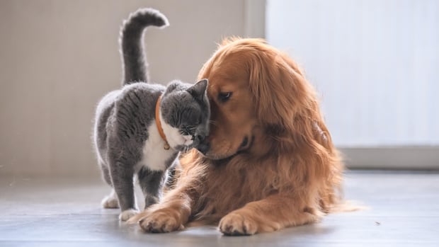 nova-scotians-open-their-doors-to-animals-displaced-by-annapolis-county-wildfire