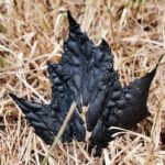 ‘my-heart-sank’:-ns.-photographer-snaps-striking-photo-of-burnt-maple-leaf