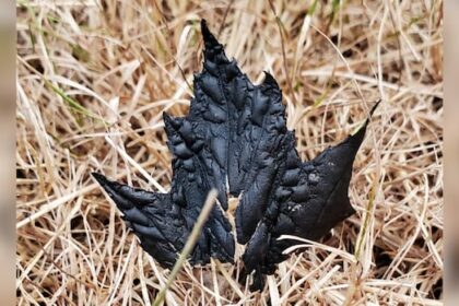 ‘my-heart-sank’:-ns.-photographer-snaps-striking-photo-of-burnt-maple-leaf
