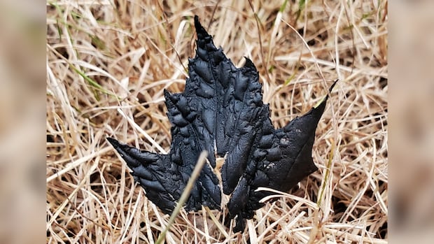 ‘my-heart-sank’:-ns.-photographer-snaps-striking-photo-of-burnt-maple-leaf