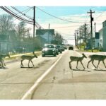 town-of-yarmouth-seeking-permission-from-province-for-deer-cull