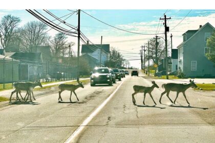 town-of-yarmouth-seeking-permission-from-province-for-deer-cull