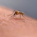 oph-confirms-1st-case-of-west-nile-virus-in-a-human-this-year