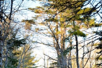 historian-hopes-long-lake-fire-misses-old-roxbury-settlement,-which-survived-a-fire-in-1903