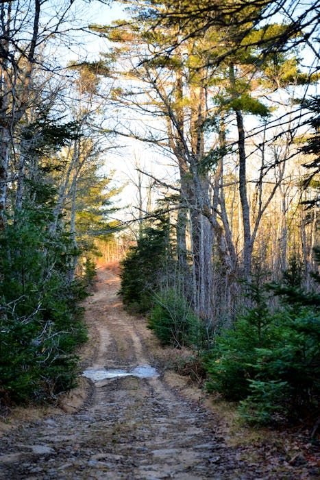 historian-hopes-long-lake-fire-misses-old-roxbury-settlement,-which-survived-a-fire-in-1903