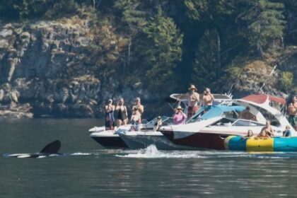 ‘quite-the-show’:-video-shows-orcas-getting-up-close-with-bc.-boaters