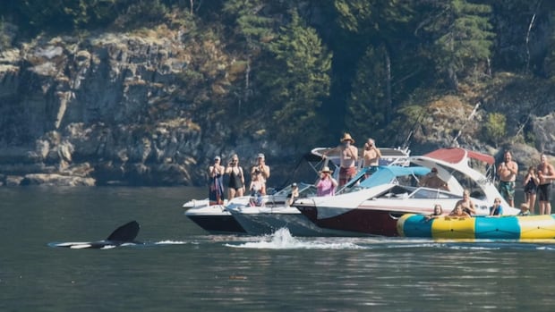 ‘quite-the-show’:-video-shows-orcas-getting-up-close-with-bc.-boaters