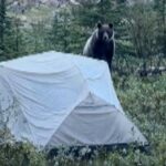 #themoment-a-grizzly-bear-attacked-a-travel-bloggers-tent-in-bc.