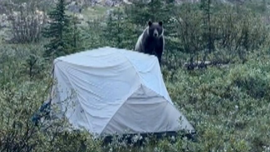 #themoment-a-grizzly-bear-attacked-a-travel-bloggers-tent-in-bc.