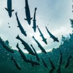 warm-water-threatens-record-low-miramichi-salmon-population