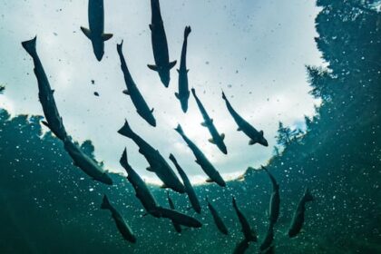 warm-water-threatens-record-low-miramichi-salmon-population