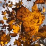 fast-tracked-fall:-pei.’s-hot,-dry-summer-is-leading-to-an-early-burst-of-autumn-colours