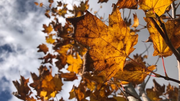 fast-tracked-fall:-pei.’s-hot,-dry-summer-is-leading-to-an-early-burst-of-autumn-colours