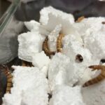 plastic-eating-worms-could-help-fix-our-pollution-problem