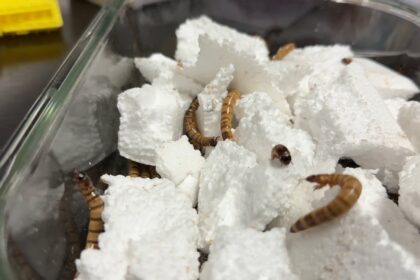 plastic-eating-worms-could-help-fix-our-pollution-problem