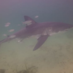 scuba-divers-come-face-to-face-with-great-white-shark-near-hubbards,-ns.