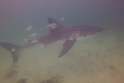 scuba-divers-come-face-to-face-with-great-white-shark-near-hubbards,-ns.
