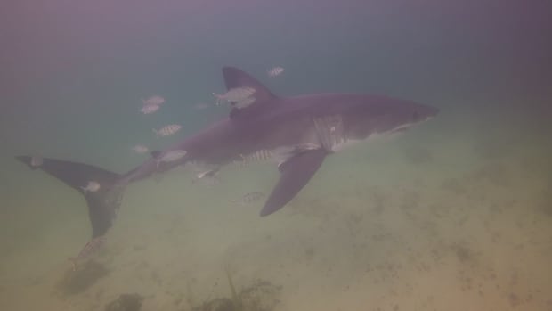 scuba-divers-come-face-to-face-with-great-white-shark-near-hubbards,-ns.