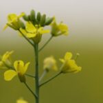 investing-in-biofuel-could-help-canadian-canola-producers-struggling-with-tariffs