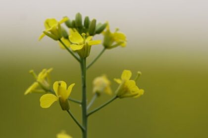 investing-in-biofuel-could-help-canadian-canola-producers-struggling-with-tariffs