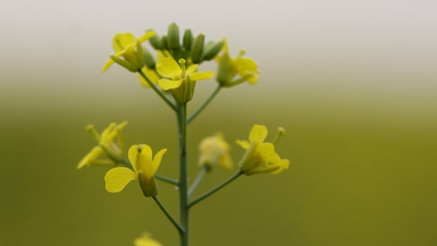 investing-in-biofuel-could-help-canadian-canola-producers-struggling-with-tariffs