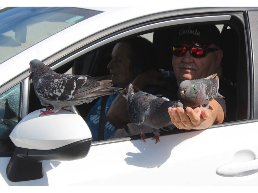 lunch-time-for-pigeons-on-the-sydney-boardwalk