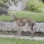 winnipeg-residents-worried-about-sick-coyote-spotted-in-lord-roberts-over-summer