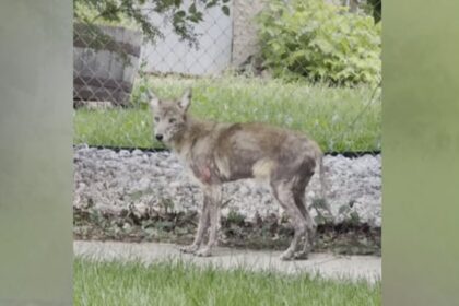 winnipeg-residents-worried-about-sick-coyote-spotted-in-lord-roberts-over-summer