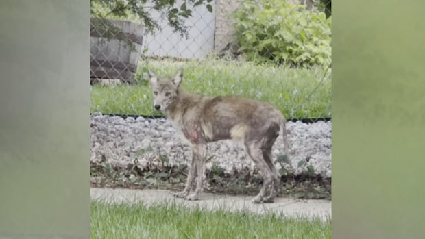 winnipeg-residents-worried-about-sick-coyote-spotted-in-lord-roberts-over-summer