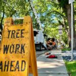 saskatoon-warns-of-‘ecological-emergency’-after-record-number-of-cases-of-dutch-elm-disease