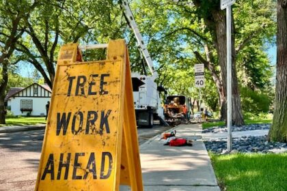 saskatoon-warns-of-‘ecological-emergency’-after-record-number-of-cases-of-dutch-elm-disease
