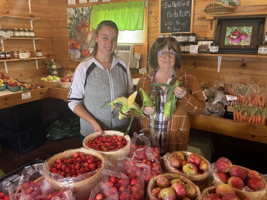hot-summer-results-in-pei.-apple-orchards-opening-early