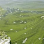 blue-green-algae-advisory-issued-for-waskesiu-lake-in-prince-albert-national-park