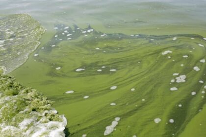 blue-green-algae-advisory-issued-for-waskesiu-lake-in-prince-albert-national-park