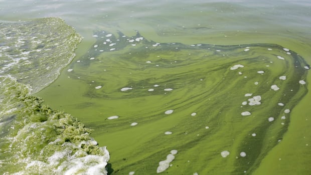 blue-green-algae-advisory-issued-for-waskesiu-lake-in-prince-albert-national-park