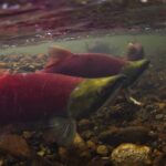 commercial-fishermen-criticize-sockeye-salmon-allocations-in-bc.-amid-bountiful-harvest