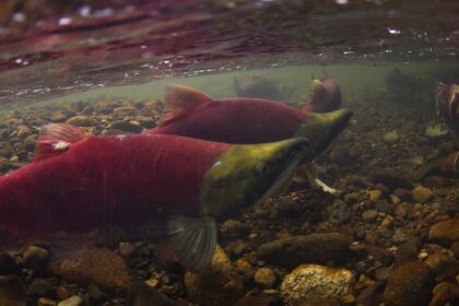 commercial-fishermen-criticize-sockeye-salmon-allocations-in-bc.-amid-bountiful-harvest
