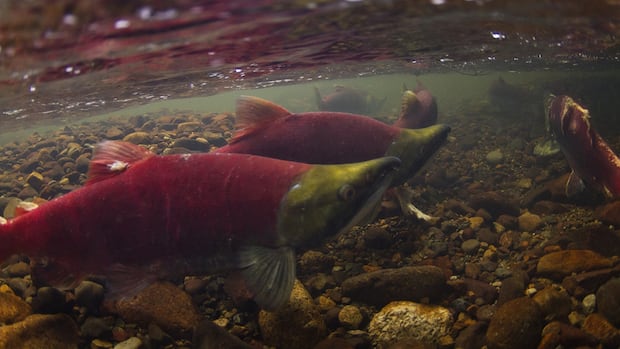 commercial-fishermen-criticize-sockeye-salmon-allocations-in-bc.-amid-bountiful-harvest