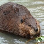 how-beavers-could-help-fight-wildfires