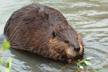 how-beavers-could-help-fight-wildfires