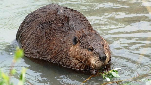 how-beavers-could-help-fight-wildfires
