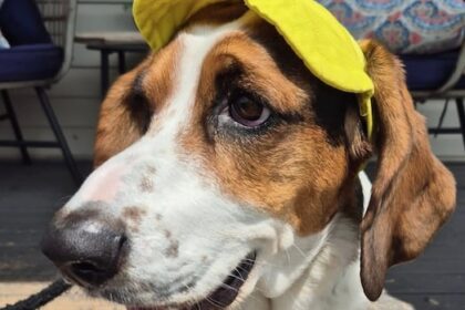 copper-the-basset-hound-invites-new-friends-over-for-a-drink