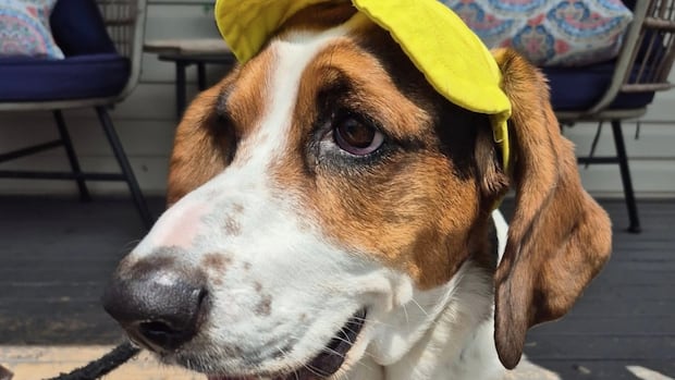 copper-the-basset-hound-invites-new-friends-over-for-a-drink